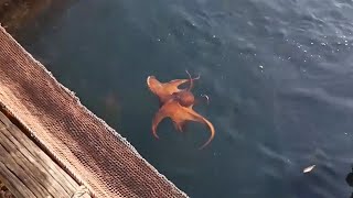 [통발] 낚시의섬에서 통발 조업 엄청난 결과! 붉바리, 문어, 성게,꽃게,참돔,돌돔,벵에돔,능성어,붕장어,어마어마한 조과