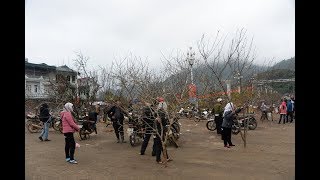 Chợ Đào Rừng Tết To Nhất Tây Bắc