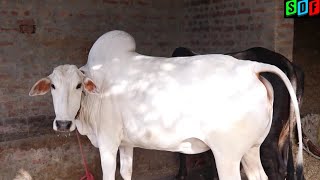 Beautiful Cow || Haryana Desi Cow || Show Quality ||