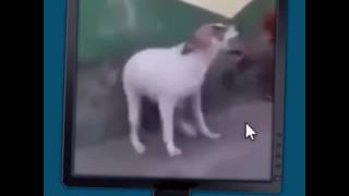 Upgraded dog meme
