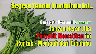 BARU TERUNGKAP KE PUBLIK... CUMA MODAL SAYURAN MURAH INI, FENYAKIT MEMAT.TIKAN INI RONTOK