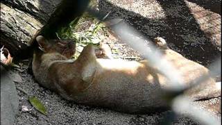 Fossa.Relax.フニャフニャなフォッサ（マダガスカル最大の肉食獣）。