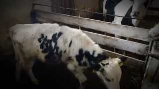 Голый телёнок. Выздоровление. "Naked Calf" convalescence.