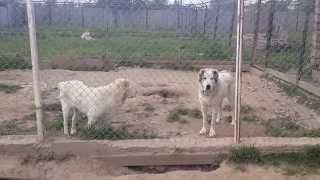 Kennel Turkmen alabay "Gyndagar Iti" -2