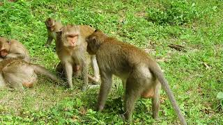 Wow amazing Slim monkey fight back male monkey try get on her