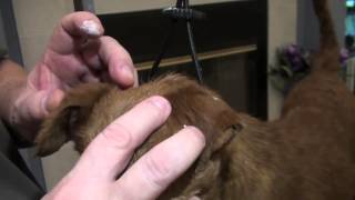 Gluing Ears