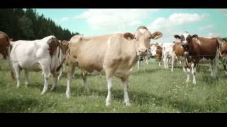 Швейцарский сыр Грйюер АОС - Как это делается / Le Gruyere - How It's Made