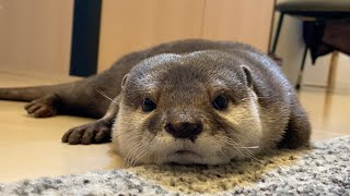 ずっと待ってた飼い主が帰ってきたのにツンデレな反応を見せるカワウソ otter reacts to its owner's return after a long wait
