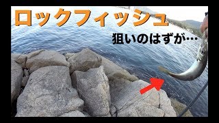 ロックフィッシュゲームの予定でした… 編