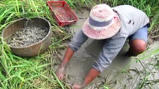 Amazing Hand Fishing | Man Find And Catch Lot Of Fishes From Muddy Soil At Rice Field In Dry Season