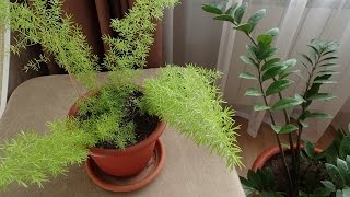 Мои комнатные растения.Комнатные цветы.