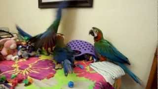 Fiesta and Harlequin Macaws playing