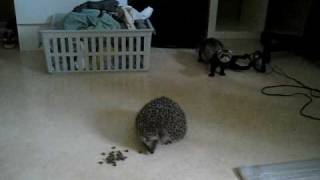 Hedgehog vs Ferret