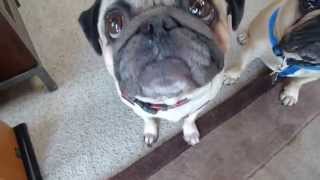 Мопс и французский бульдог/Pug and French Bulldog=)