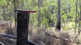 Straining Fence Wire with Modified Fencing Pliers