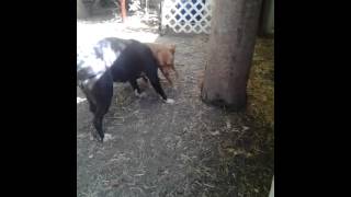 Tiffany Chase, Besenji & Watson