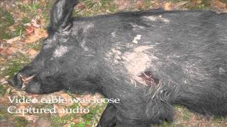 April Fools Hog Hunt A.R. 7.62x39