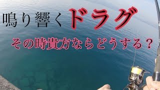 青物半端ないって！ドラグ止まらないって！！