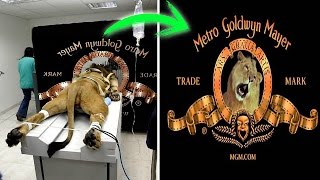 5 Логотипов Киностудий и Истории Их Создания