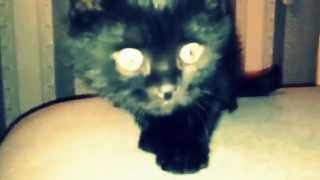 cat gone to bed