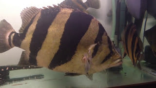 25" Siamese Tiger Fish datnoid