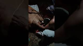 Sapi broyong