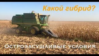 Кто может определить какой гибрид кукурузы самый лучший?