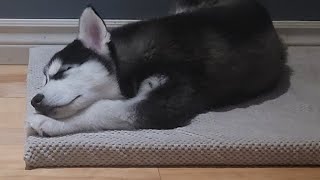 Пушистая хозяйка сибирская лайка ( хаски ) / Fluffy mistress Siberian Husky