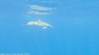 A Collaboration to Study Dolphin Sounds | Nautilus Live