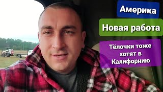 Американский дальнобой Рейс Флорида-Калифорния 4200км Загрузили 20тон Пчелы Гастарбайтеры в Америке
