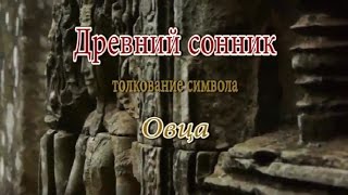 К чему снится Овца сонник, толкование сна