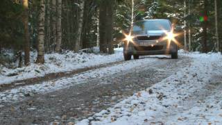 Skoda Octavia на шинах Cordiant Polar 2 против собак