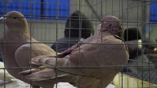 Сборная Ярмарка голубей 28 12 19. Pigeon Fair of Russia
