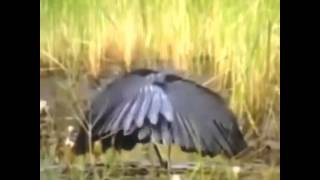 Animal Voiceover Best Voice Overs