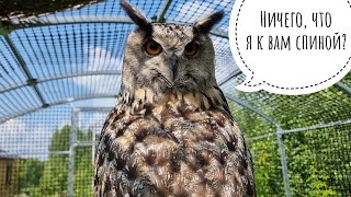 Светлячки в ночи, дубоносы в миске, сова на качельках. Завтра сова Ёль будет в Москве на ярмарке!
