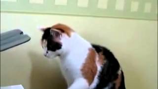 Смешное видео про животных