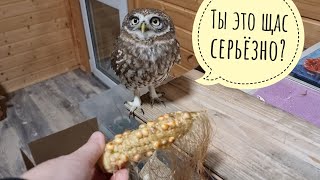 Реакция сыча Луча на страшную кукурузину. Распаковка безымянных хвойных "котов в мешке"