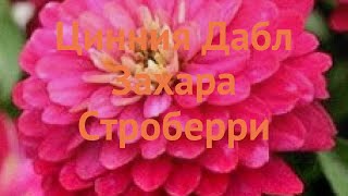Цинния обыкновенная Строберри ? цинния Строберри обзор: как сажать семена циннии Строберри