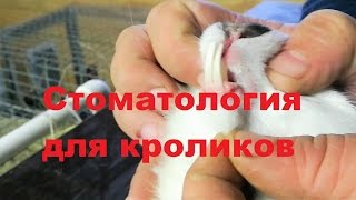 Стоматология для кроликов