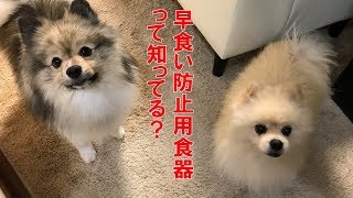 ポメラニアン ポン＆シンバのゴハンタイム　Pon and Simba's dinner time