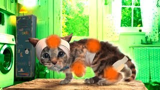 ПРИКЛЮЧЕНИЕ МАЛЕНЬКОГО КОТЕНКА - Какой супергерой круче! Выбираем костюм с Радугарогом!