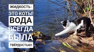 Котик Бонифаций ловит весну в ручейке