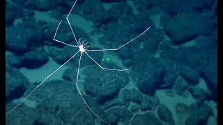 Swimming Squat Lobster | Nautilus Live