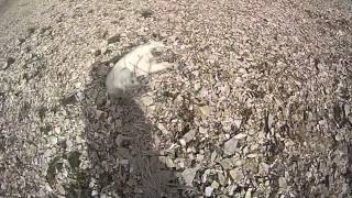 Tushar Mountain Goat Transplant (Fall 2013)