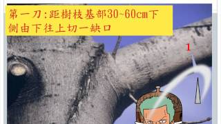 樹木修剪