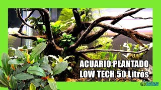 Acuario Low Tech 50 Litros | Bucephalandras y Anubias.