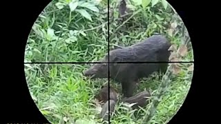 Berburu babi hutan part7
