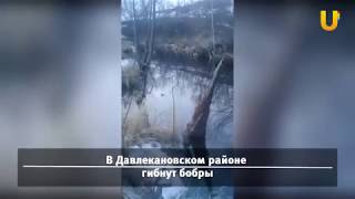 UTV. В Башкирии гибнут бобры