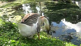 Chinese Geese wonderful pets and watch dogs!!!