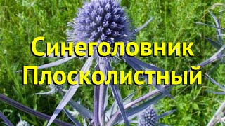 Синеголовник плосколистный. Краткий обзор, описание характеристик eryngium alpinum
